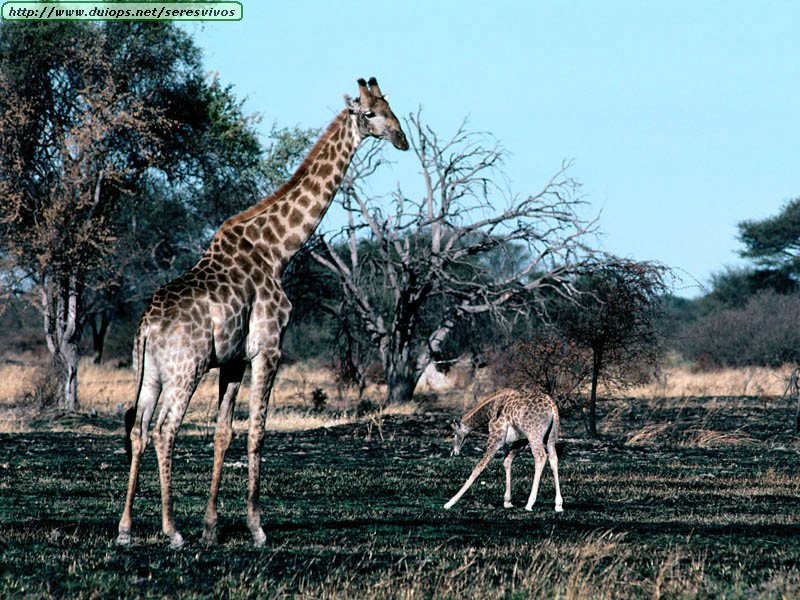 Giraffes photos